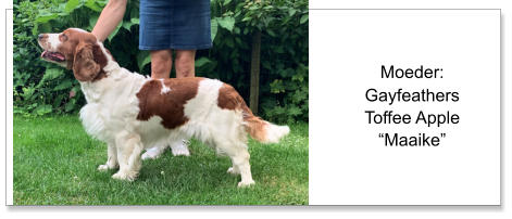 Moeder: Gayfeathers Toffee Apple “Maaike”