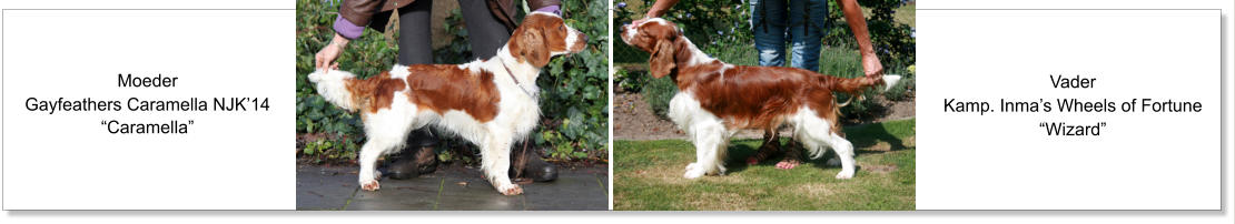 Moeder Gayfeathers Caramella NJK’14 “Caramella” Vader Kamp. Inma’s Wheels of Fortune “Wizard”