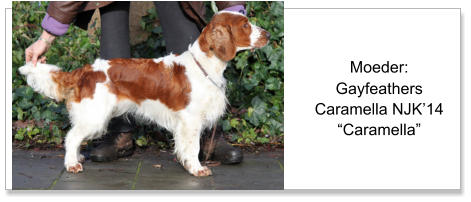 Moeder: Gayfeathers Caramella NJK’14 “Caramella”