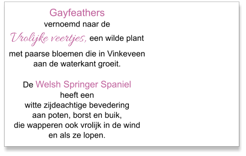 Gayfeathers vernoemd naar de Vrolijke veertjes, een wilde plantmet paarse bloemen die in Vinkeveenaan de waterkant groeit.De Welsh Springer Spaniel  heeft een witte zijdeachtige bevedering aan poten, borst en buik,die wapperen ook vrolijk in de wind en als ze lopen.